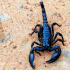HTC-Scorpion 7070_20100604.png